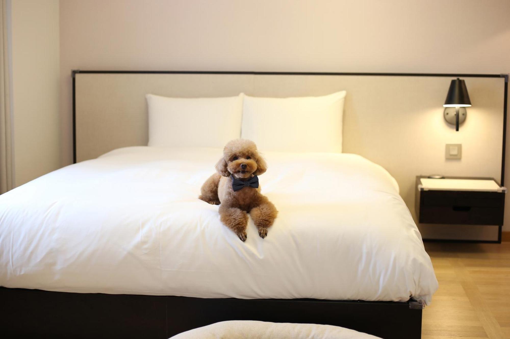 Maison Glad Jeju Luaran gambar