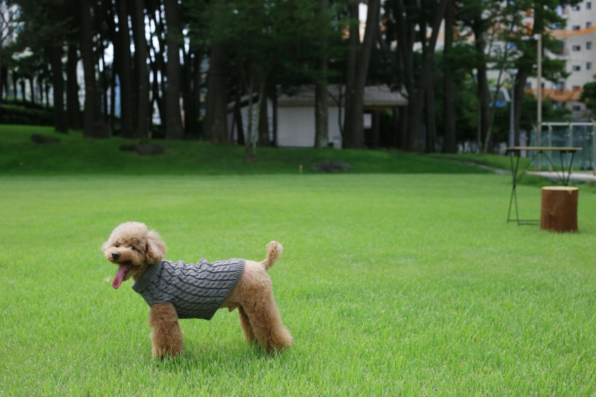 Maison Glad Jeju Luaran gambar