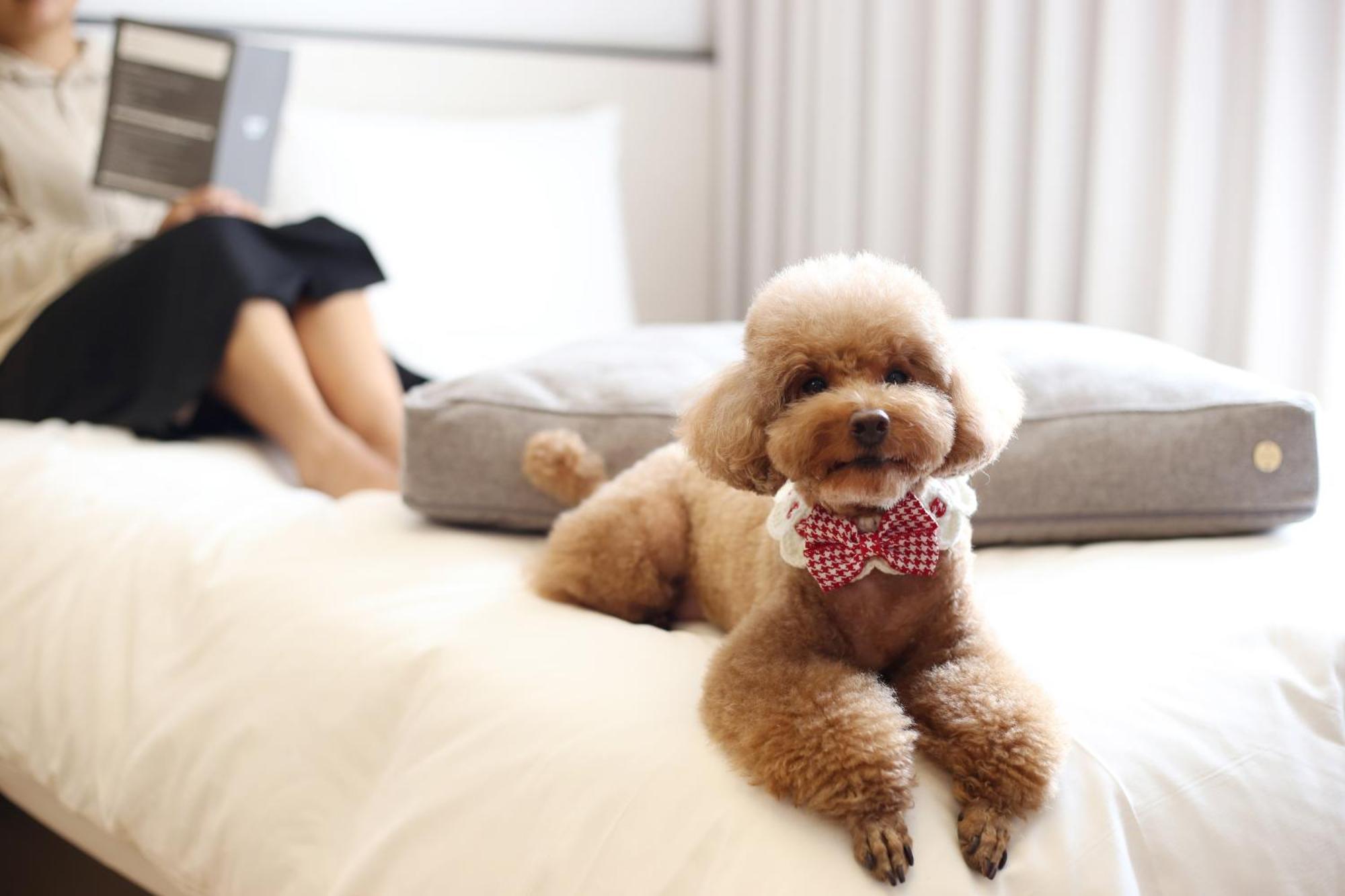 Maison Glad Jeju Luaran gambar